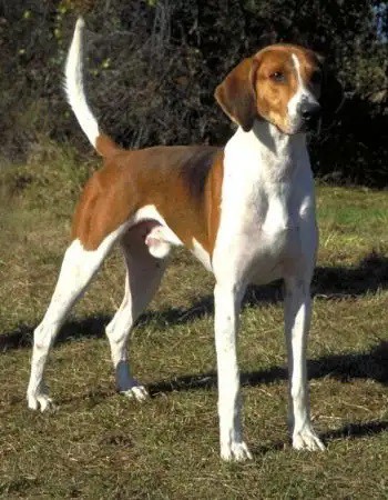 English Foxhound