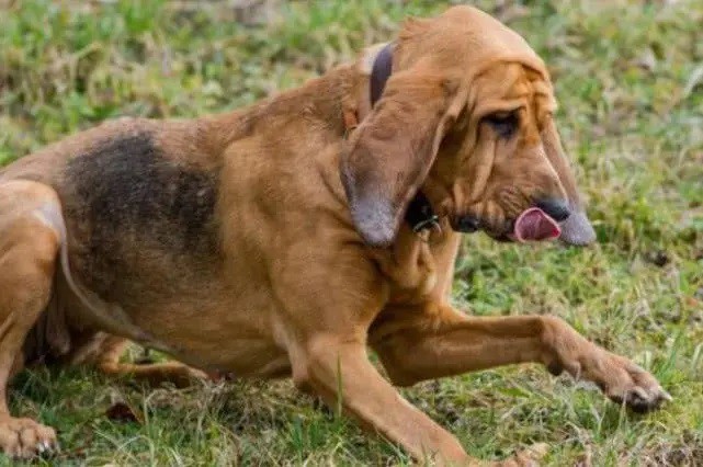Bloodhound
